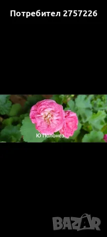 Pelargonium Ю Полонез, снимка 2 - Стайни растения - 56374664