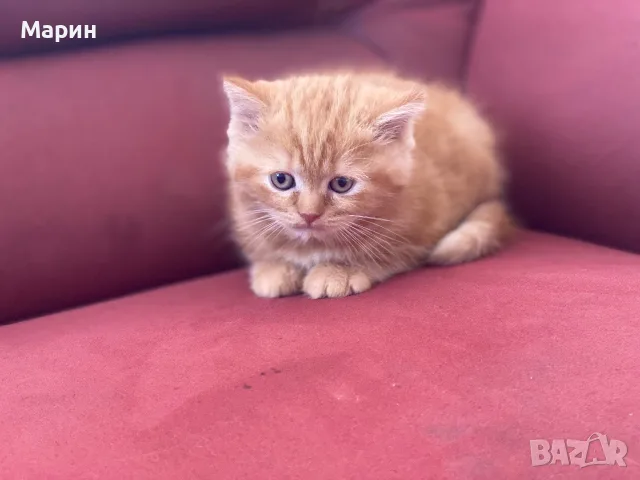 Шотландки котки, снимка 8 - Британска късокосместа - 56245491