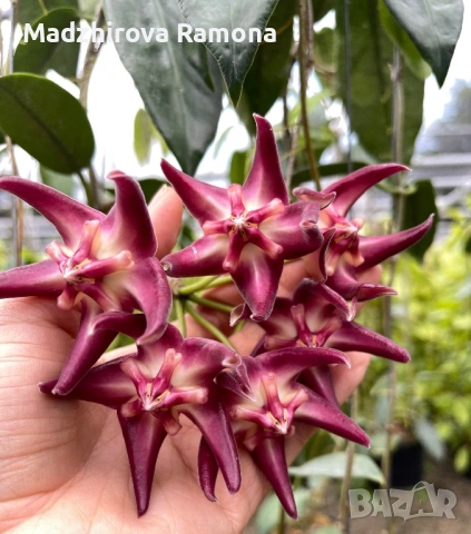 Hoya Хоя Onychoides 