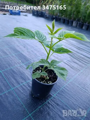 Черна малина  сорт-Zmeur negru Black Jewel, снимка 4 - Градински цветя и растения - 50297035