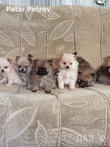 Мини шпиц , снимка 16 - Шпиц - 52816516