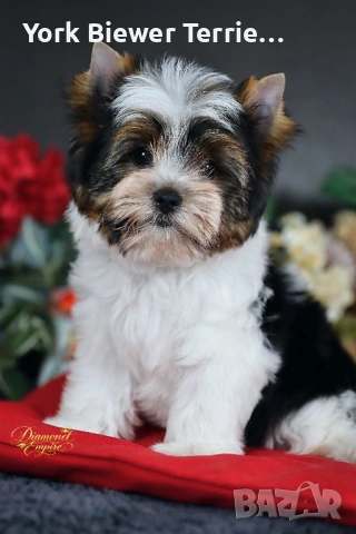 Йоркширски Териер! Момчета с родословие за деца и възрастни! 