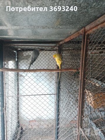 Декоративни кокошки и фазани , снимка 12 - други­ - 40289457