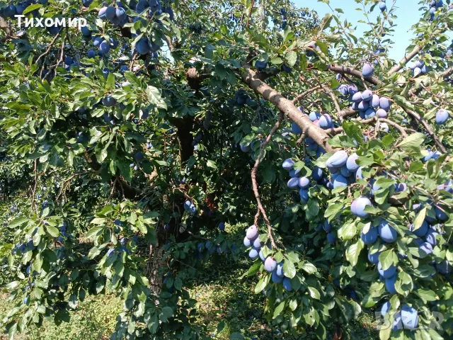 Сини сливи Стенлей , снимка 7 - Домашни продукти - 55930738