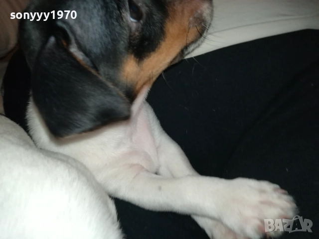 бебе джак-женско 2810251642, снимка 11 - Джак ръсел териер - 52213728