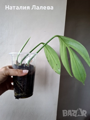 Eпипремнум, epipremnum Dragon Tail, снимка 2 - Стайни растения - 51961381