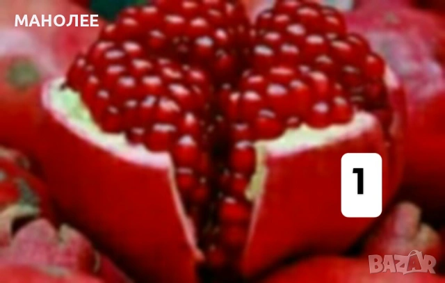 💐💐💐💐50 РЕЗНИКА В ЕДИН ПАКЕТ /видове по избор/ ЗА 10 € 💐🎁🪷🌞, снимка 2 - Градински цветя и растения - 53230275