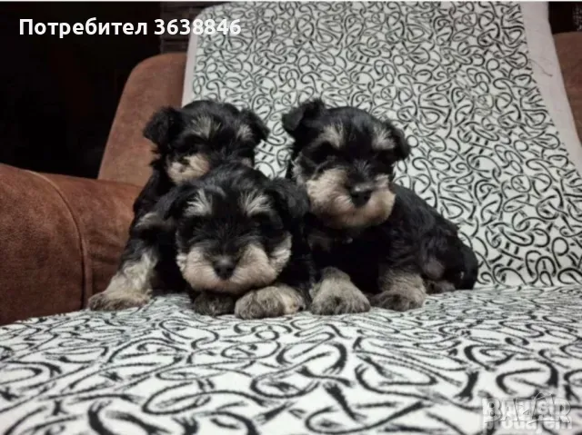 Мини шнауцер, снимка 2 - Други - 49464380