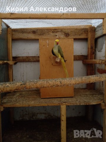 Продавам папагали малък Александър., снимка 6 - Папагали - 40129767