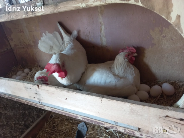 Яйца от легхорн, снимка 3 - други­ - 50812431