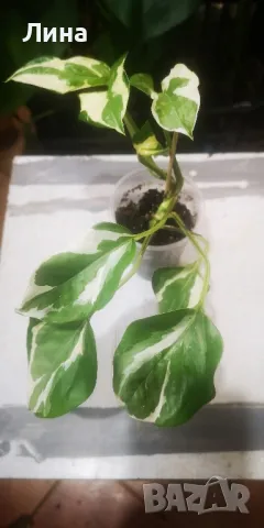 Епипремнум н'джой(Epipremnum aureum n' joy) , снимка 2 - Стайни растения - 49429409