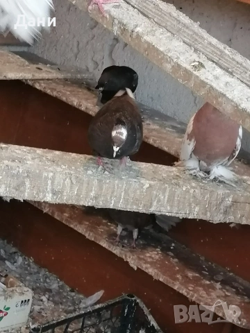 архангел , снимка 3 - Гълъби - 54211130