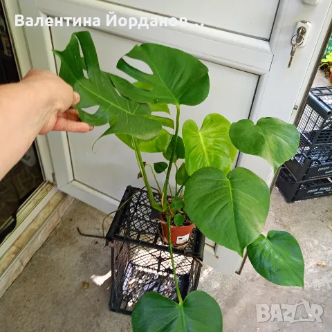 монстера делициоза големи растения 