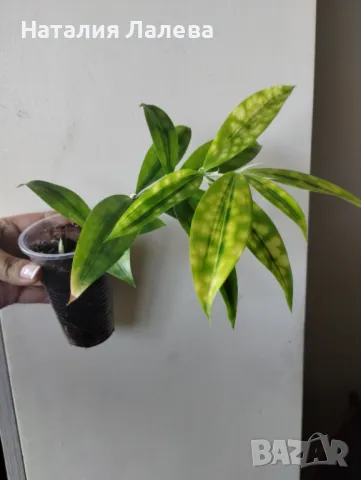 Драцена, Dracaena surculosa Mike, снимка 2 - Стайни растения - 47565309