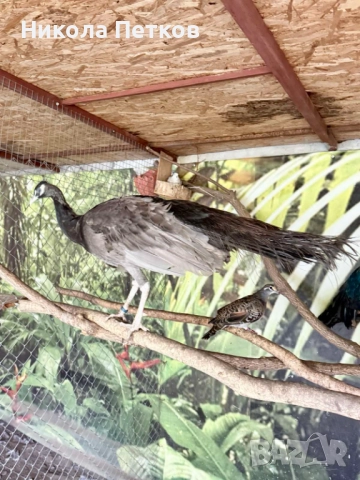  Пауни опал, снимка 2 - други­ - 52296243