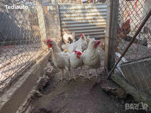 Продавам ярки и кокошки бял лекхорн, снимка 2 - Други животни - 54306797