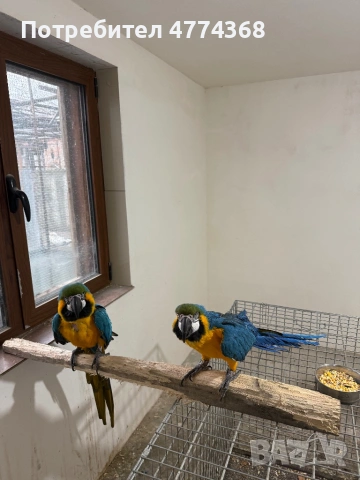 ари мъжка и женска