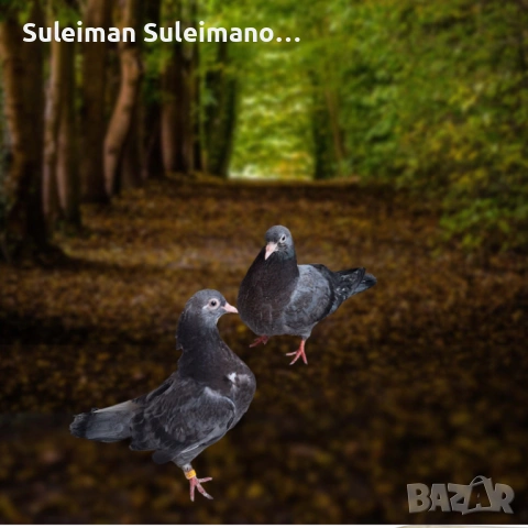 Въртеливи гълъби 10 евро