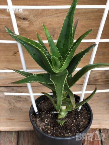 Тригодишно лечебно растение алое Вера , снимка 2 - Стайни растения - 36654510