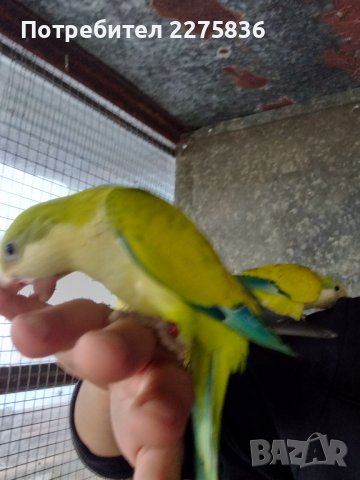 Монашески Папагалчета (монах), снимка 17 - Папагали - 37902418