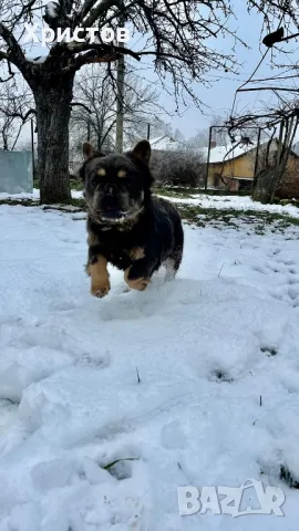 Мъжки френски булдог (Флъфи, Флуфи) за разплод, снимка 7 - Френски булдог - 49184248