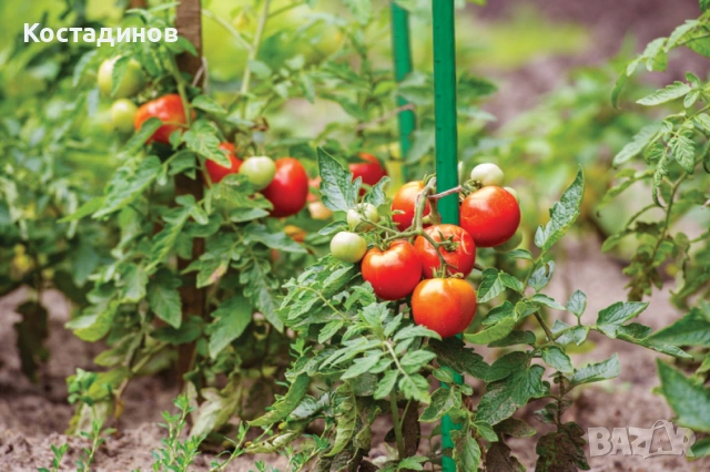 Метално колче за домати с PVC покритие, снимка 3 - Разсади - 54128686