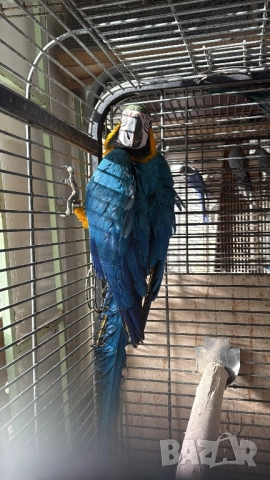 Синьо Жълта женска Ара, снимка 4 - Папагали - 52946206