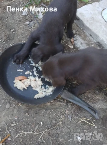 Дратхаари , снимка 1