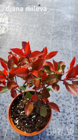  Фотиния Литъл Ред Робин, Photinia fr. Little Red Robin, снимка 7 - Градински цветя и растения - 43806136