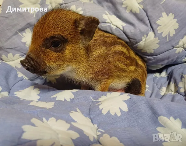 Декоративно прасенце