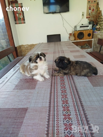 Пекинез , снимка 14 - Пекинез - 52281331