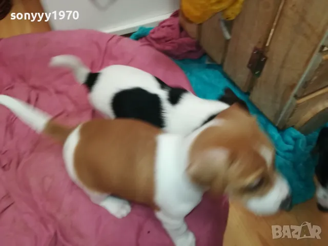 ДЖАК РЪСЕЛ ТЕРИЕР-БЕБЕТА РОДЕНИ НА 19-ТИ ДЕКЕМВРИ 0202251953, снимка 3 - Джак ръсел териер - 48934625