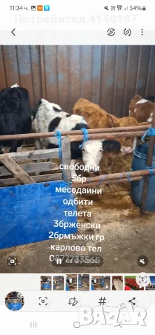 свободни 5бр месодаини телета от които 2бр мъжки 3бр женски 