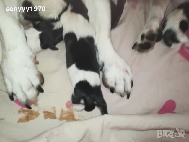 ДЖАК РЪСЕЛ БЕБЕТА-РОДЕНИ ДНЕС 11.08.25г 1108251838, снимка 17 - Джак ръсел териер - 51331559