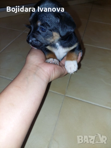 Продават се 