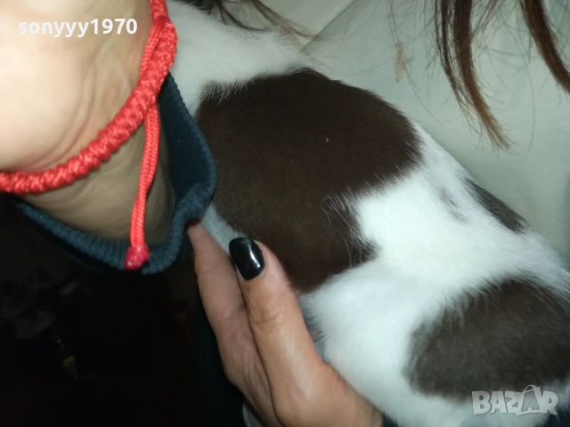 ДЖАК-женско КУТРЕ 2609250834, снимка 11 - Джак ръсел териер - 51842348