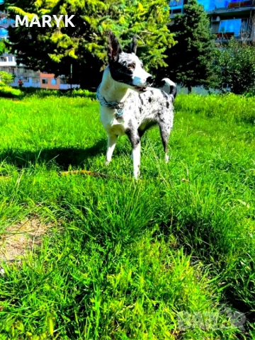 Прекрасни кученца Бордър Коли – търсят своите нови грижовни стопани, снимка 4 - Коли - 53978228