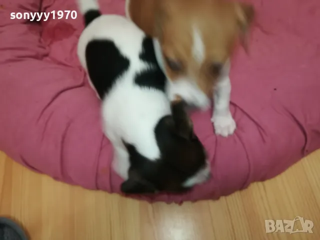 ДЖАК РЪСЕЛ ТЕРИЕР-БЕБЕТА РОДЕНИ НА 19-ТИ ДЕКЕМВРИ 0202251953, снимка 16 - Джак ръсел териер - 48934625