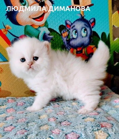 Персийско хималайско мъжко със сини очи. , снимка 3 - Персийска - 54333631