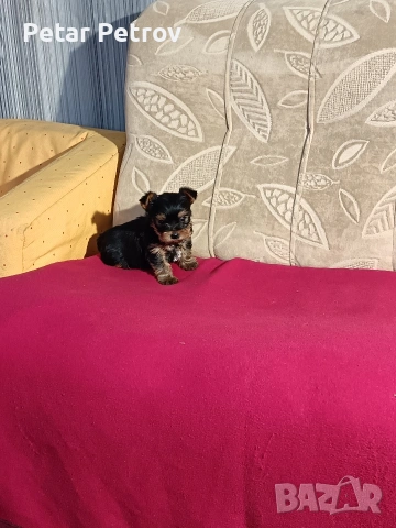 Йоркширски териер мини , снимка 7 - Йоркширски териер - 53883069