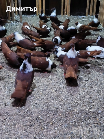 Чирпански гълъби , снимка 4 - Гълъби - 52937535