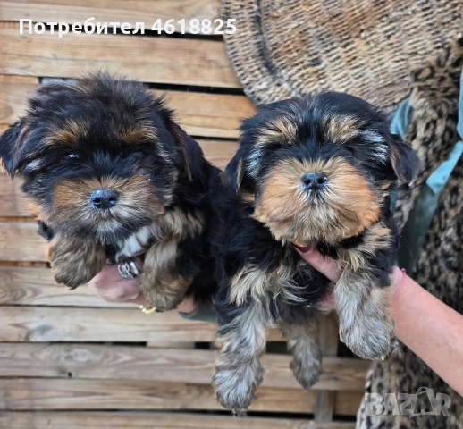 Йоркширски териери , снимка 12 - Йоркширски териер - 52773341