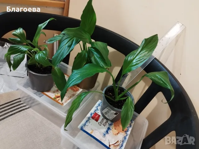 Спатифилум/Лилия на мира 1.50 €, снимка 8 - Стайни растения - 52225068