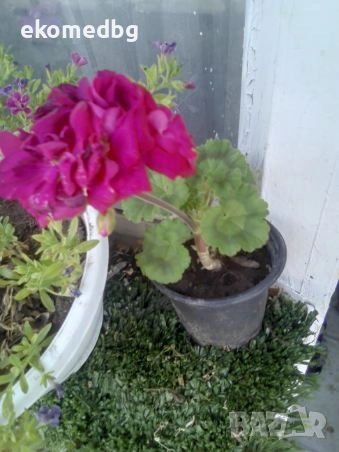 Мушкато Сакъзи и Кралско мушкато, снимка 13 - Градински цветя и растения - 53944126