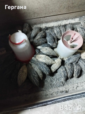 пъдпъдъци на 20 дни