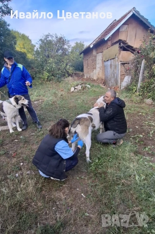 Алабай, снимка 9 - Средноазиатска овчарка - 53167876