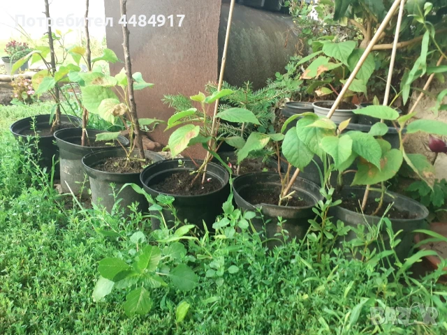 Женско Киви, снимка 1