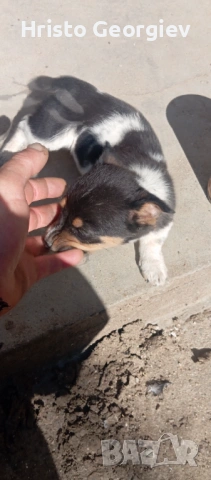 Продавампинчерче женско , снимка 2 - Пинчер - 54324813