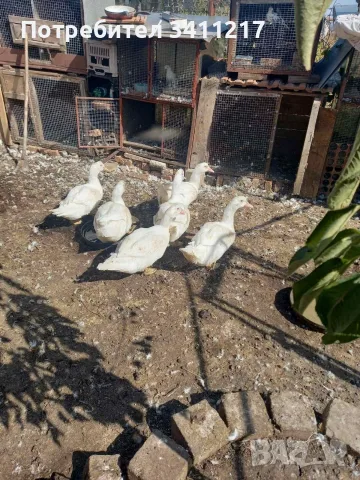 продавам патици, снимка 5 - Патици и гъски - 56429010