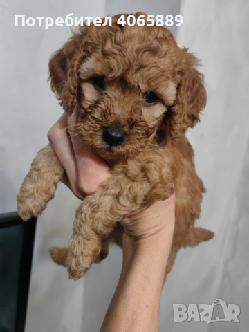  Мини пудел , снимка 8 - Пудели - 52898695